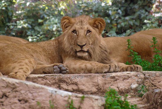 dierentuin van Barcelona